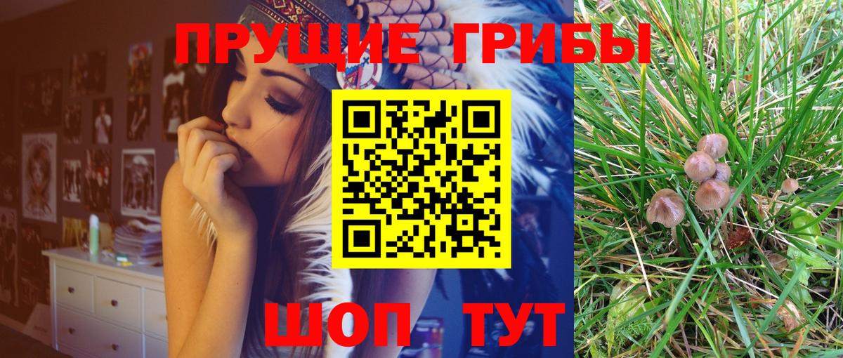 Курчалой  Галлюциногенные грибы Psilocybe  Вход с VPN 